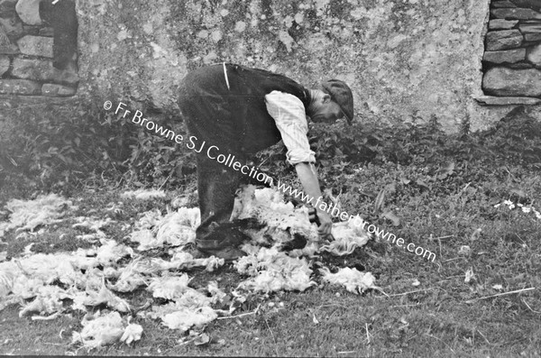 MAN SHEARING SHEEP